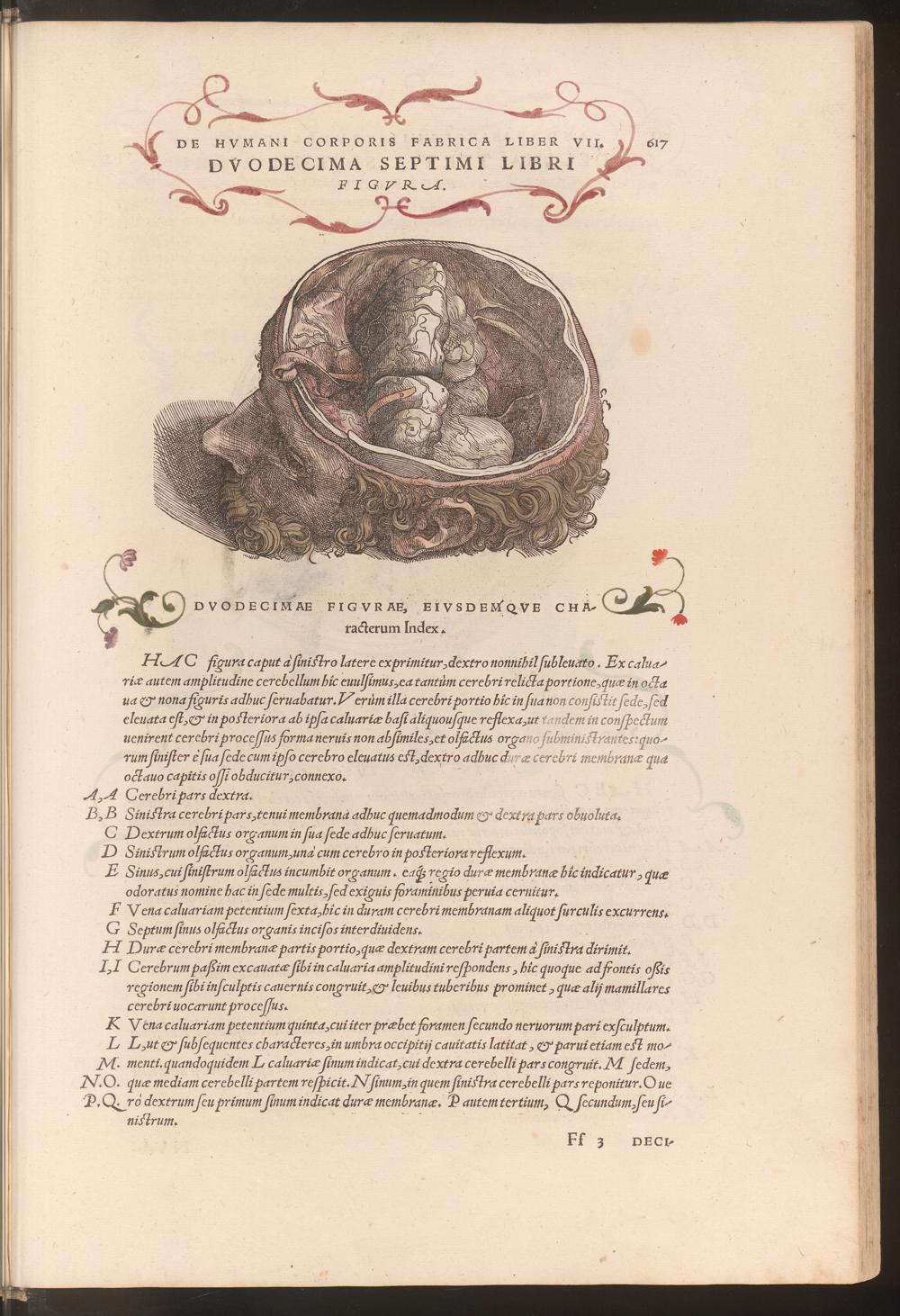 Vesalius, Olfactory Organs 2