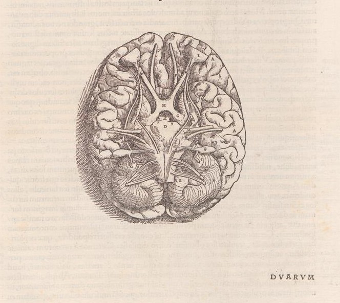 Vesalius, Olfactory Organs 1